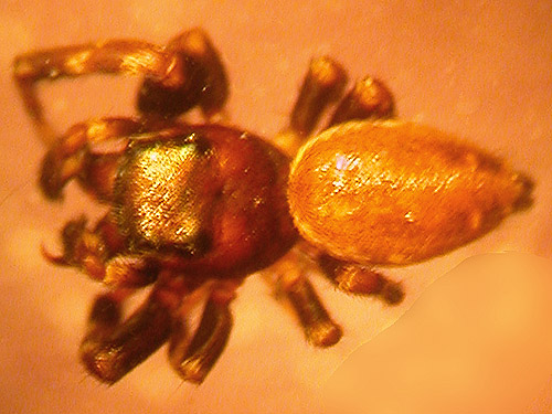 jumping spider Salticidae Pelegrina aeneola, Mt. Ellinor, Mason County, Washington