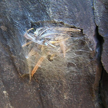 Philodromus alascensis egg sac, Mt. Ellinor, Mason County, Washington