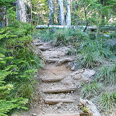 stairsteps on trail, Mt. Ellinor, Mason County, Washington