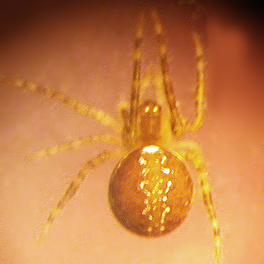 unknown Theridion spider from summit of Mount Ellinor, Mason County, Washington