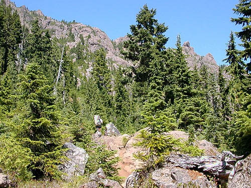 treeline habitats, Mt. Ellinor, Mason County, Washington