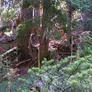 subalpine forest with dead wood, Mt. Ellinor, Mason County, Washington