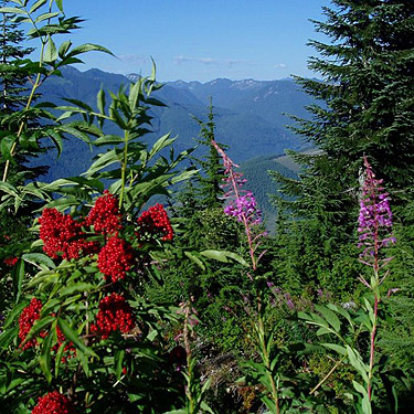 colorful berries and fireweed, summit of Sobieski Mountain, King County, Washington