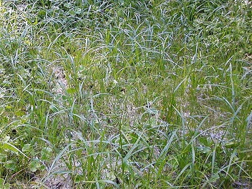 sedge Carex in small Sphagnum bog east of Evans Lake, King County, Washington