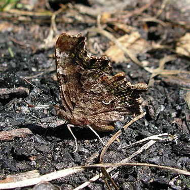 butterfly Polygonia faunus, Evans Lake, King County, Washington