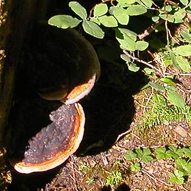 shelf fungus, Evans Lake, King County, Washington