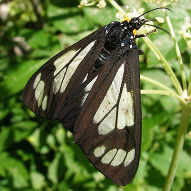 moth Gnophaela vermiculata, Arctiidae, Evans Lake, King County, Washington