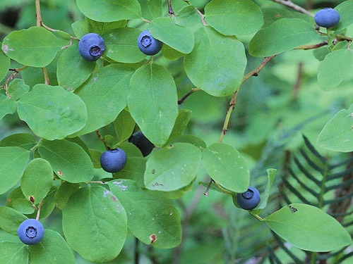 ripe huckleberries, Evans Lake, King County, Washington