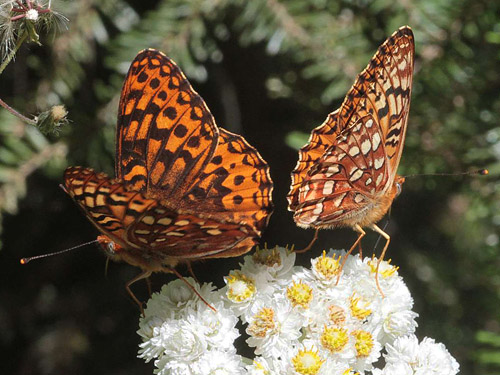 butterfly Speyeria hydaspe, trailhead to Evans Lake, King County, Washington