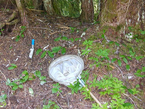conifer litter before sifting, Evans Lake, King County, Washington