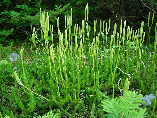 Clubmoss, Lycopodium sp., Sobieski Mountain, King County, Washington