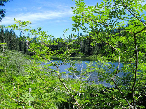 Sorbus, mountain ash, Evans Lake, King County, Washington