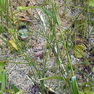 Sphagnum bog next to pond, E of Evans Lake, King County, Washington