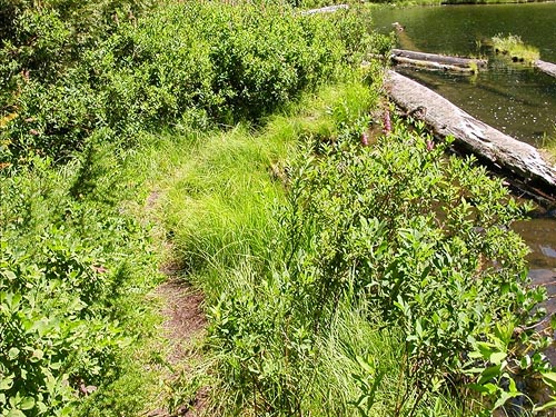 riparian vegetation, Evans Lake, King County, Washington