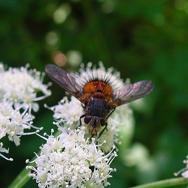 tachinid fly, Evans Lake, King County, Washington