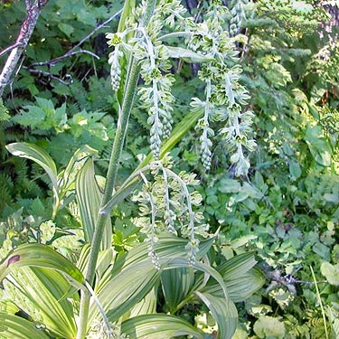 poisonous herb Veratrum viride, Evans Lake, King County, Washington