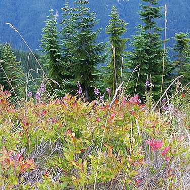 colorful foliage & blowers in clearcut, Evergreen Mountain, Shohomish County, Washington