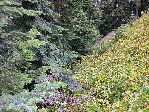 fir foliage at edge of treeline meadow, Evergreen Mountain, Shohomish County, Washington