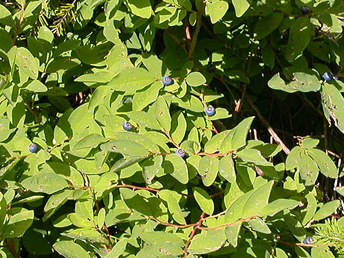 trailside blue huckleberries, trail to Evergreen Mountain, Shohomish County, Washington