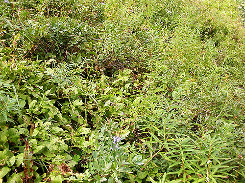 floristically rich treeline meadow, Evergreen Mountain, Shohomish County, Washington