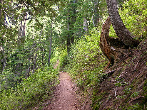 trail enters forest, Evergreen Mountain, Shohomish County, Washington
