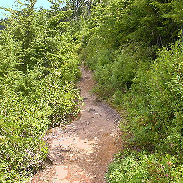 steep section of trail to Evergreen Mountain, Shohomish County, Washington