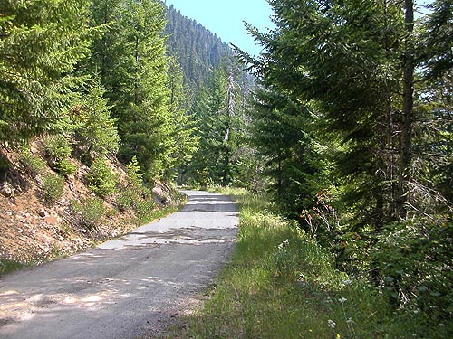 roadside verge habitat on road to Evergreen Mountain, Shohomish County, Washington