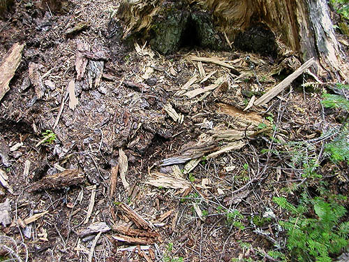 dead wood habitat on Evergreen Mountain, Shohomish County, Washington