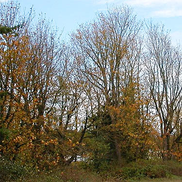 fall color on deciduous trees, Nooksack Cemetery, NE of Everson, Whatcom County, Washington