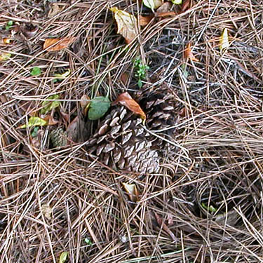 pine cones along Pass Road, NE of Everson, Whatcom County, Washington