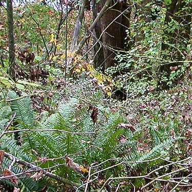 fern understory, edge of Nooksack Cemetery, NE of Everson, Whatcom County, Washington
