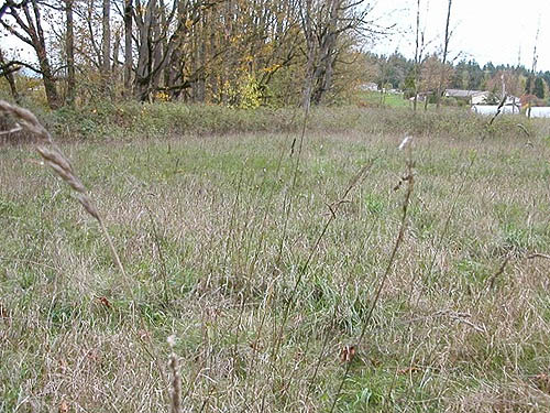 dry upland grassy field near Nooksack Cemetery, NE of Everson, Whatcom County, Washington
