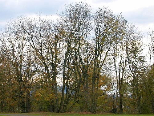 row of bigleaf maple trees below cemetery level, Nooksack Cemetery, NE of Everson, Whatcom County, Washington