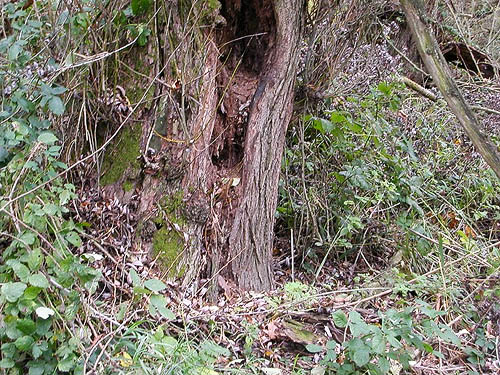 old willow tree by Breckenridge Creek near Nooksack Cemetery, NE of Everson, Whatcom County, Washington