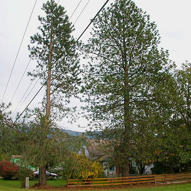 Ponderosa pines on Pass Road, NE of Everson, Whatcom County, Washington