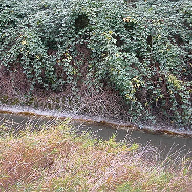 invasive Rubus armeniacus hangs down bank of Sumas River, NE of Everson, Whatcom County, Washington
