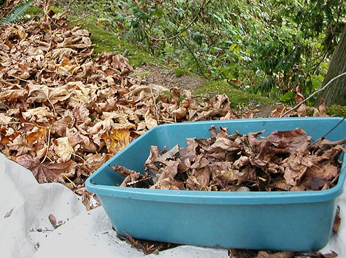 maple leaf-litter sifting, Nooksack Cemetery, NE of Everson, Whatcom County, Washington