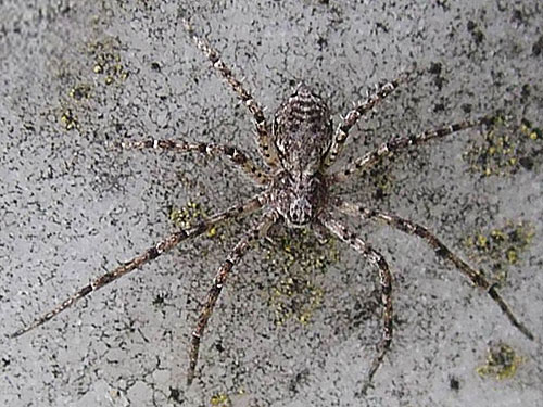 crab spider Philodromus spectabilis on tombstone, Nooksack Cemetery, NE of Everson, Whatcom County, Washington
