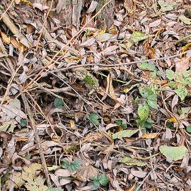 willow leaf litter by Breckenridge Creek near Nooksack Cemetery, NE of Everson, Whatcom County, Washington