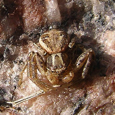 penultimate male crab spider Xysticus ?cristatus on tombstone, Nooksack Cemetery, NE of Everson, Whatcom County, Washington