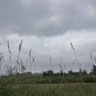 grassy field on cloudy day, Lake Fazon, Whatcom County, Washington