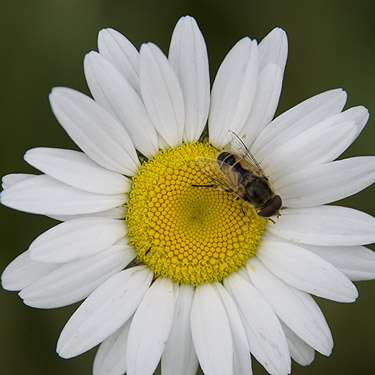 daisy with hover fly Syrphidae, Lake Fazon, Whatcom County, Washington