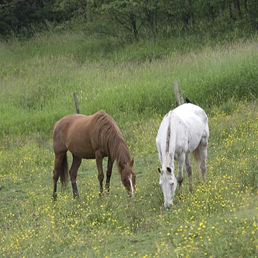 horses in pasture, Lake Fazon, Whatcom County, Washington
