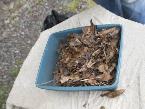 leaf litter sifting, Lake Fazon, Whatcom County, Washington