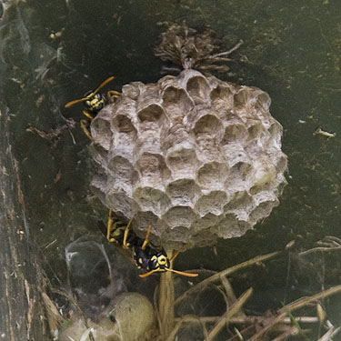 Polistes dominulus paper wasp nest on outhouse, Lake Fazon, Whatcom County, Washington