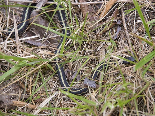 garter snake, Lake Fazon, Whatcom County, Washington