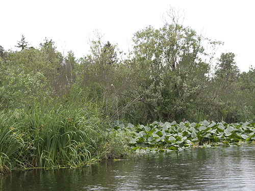 Lakeshore swamp from water, Lake Fazon, Whatcom County, Washington