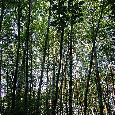 alder-maple forest along Hislop Road (off Minkler Road) across Chehalis River from Montesano, Washington
