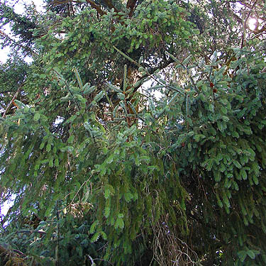 sitka spruce foliage too high to reach, Ferbrache (wildlife) Unit, Moon Slough, Grays Harbor County, Washington