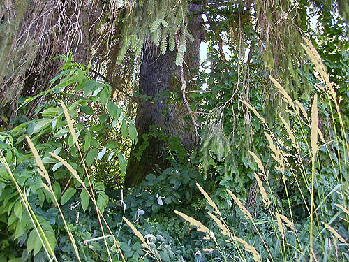 big Sitka spruce trunk, Ferbrache (wildlife) Unit, Moon Slough, Grays Harbor County, Washington